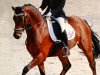 dressage horse Beukenhof's Ricardo (Nederlands Welsh Ridepony, 2004, from Morgenland's Fabian)