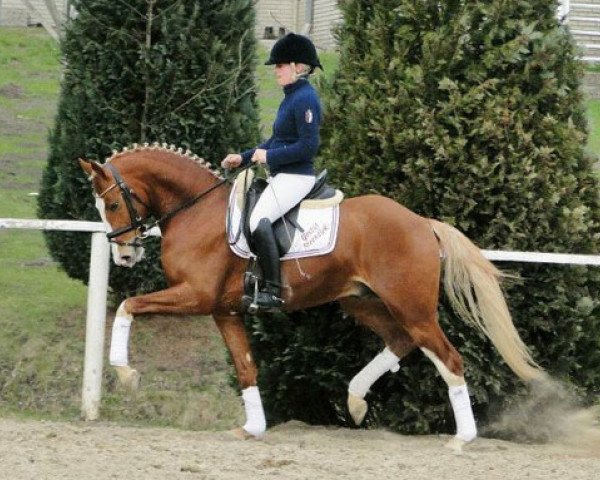 dressage horse Steendieks Canterbury (German Riding Pony, 2008, from FS Chambertin)