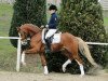 dressage horse Steendieks Canterbury (German Riding Pony, 2008, from FS Chambertin)