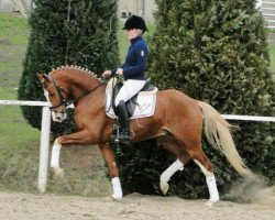 Dressurpferd Steendieks Canterbury (Deutsches Reitpony, 2008, von FS Chambertin)