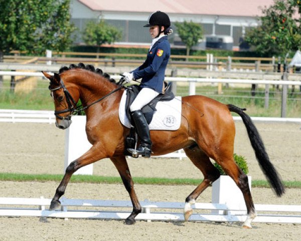 dressage horse Charlie Rivel (German Riding Pony, 2006, from Charm of Nibelungen)
