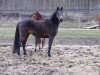 broodmare Pearl Habor (German Riding Pony, 2002, from Playboy)