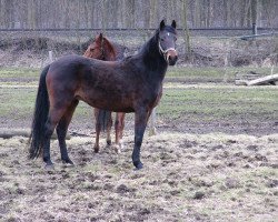 broodmare Pearl Habor (German Riding Pony, 2002, from Playboy)