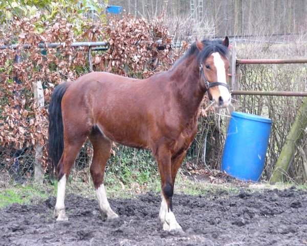 jumper Passion Pie (German Riding Pony, 2008, from Principal Boy)