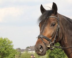 Zuchtstute Wienna (Rheinländer, 2006, von Weltrubin)