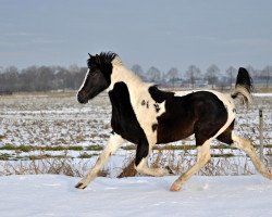 Pferd Milano (Pinto/Kleines Reitpferd, 2005, von Mahela)