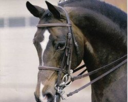 stallion Brillant (British Riding Pony, 1978, from Piran John Halifax)