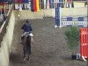 jumper Romica Z (Zangersheide riding horse, 2001, from Romino)