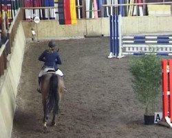 jumper Romica Z (Zangersheide riding horse, 2001, from Romino)