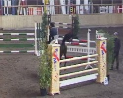 Springpferd Amarena 26 (Dänisches Warmblut, 2001, von Aston)