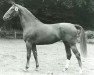 horse Chinchilla (Oldenburg, 1977, from Zeus)