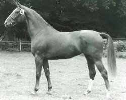 broodmare Chinchilla (Oldenburg, 1977, from Zeus)