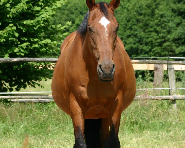 broodmare Berenike 4 (Holsteiner, 1987, from Königspark xx)