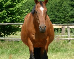 broodmare Berenike 4 (Holsteiner, 1987, from Königspark xx)