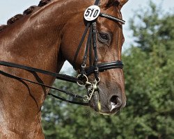 dressage horse Fizz Oblon (Hanoverian, 1999, from Fabriano)