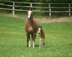 broodmare Gambia 19 (Holsteiner, 1992, from Coriander)