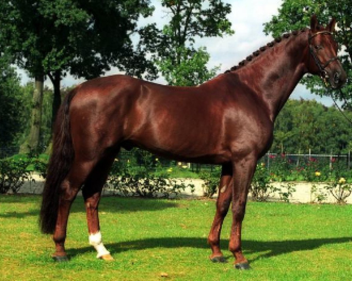 stallion Royal Dance (Oldenburg, 1996, from Rohdiamant)