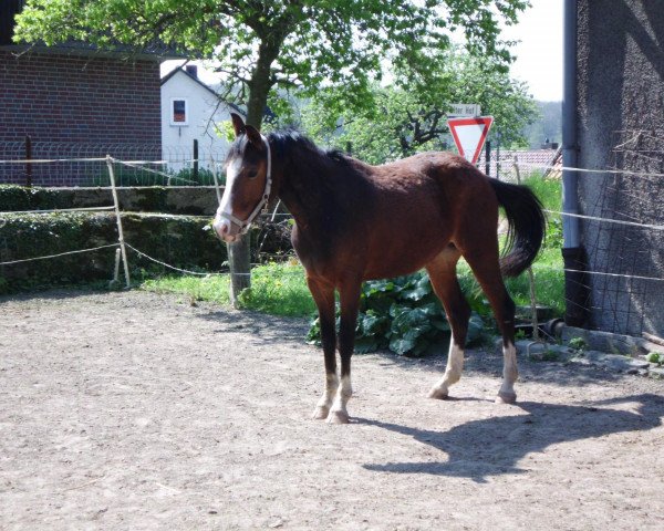 dressage horse Piccolo (Westphalian,  , from Peking)