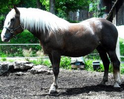 broodmare Kora (Black Forest Horse, 2006, from Federweisser)