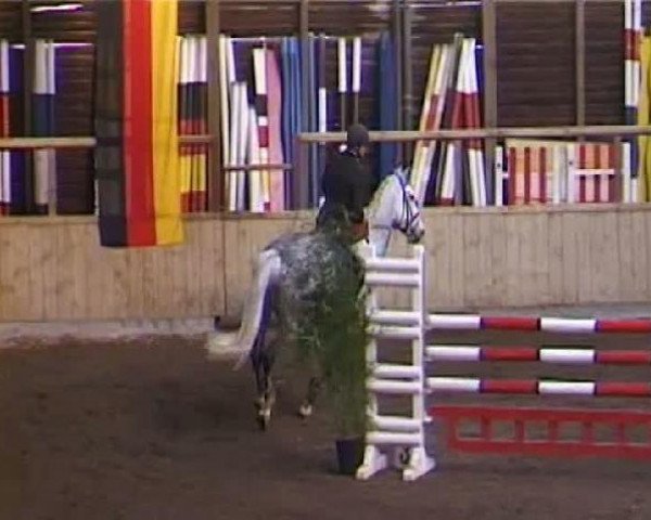 Pferd Chresendo (Holsteiner, 2000, von Carolus I)