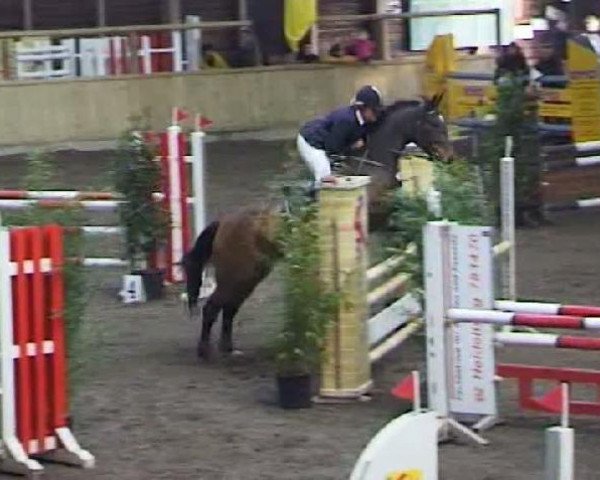 horse Lorbenice 3 (German Warmblood, 2001, from Le Roi)