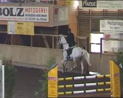 Springpferd St. Macaire (Hannoveraner, 2001, von Stakkato)