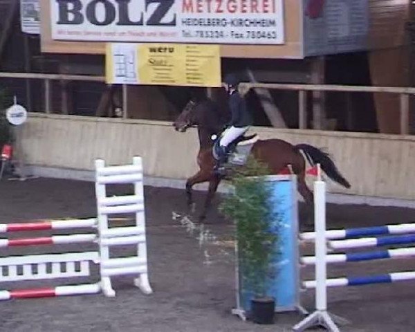 Pferd Baghira 23 (Niederländisches Warmblut, 1992, von Amulet)