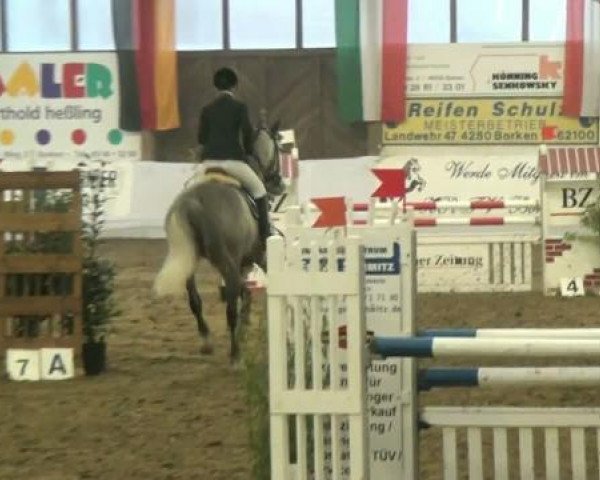 Springpferd Vyacint (KWPN (Niederländisches Warmblut), 2002, von Faldo)