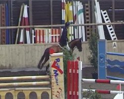 jumper Istez (CIS Warmblood, 2002)