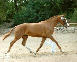 Zuchtstute Winzerin (Sachsen-Anhaltiner, 2002, von Wild Dance)