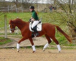 Pferd Caruso (Deutsches Sportpferd, 2008, von Carel Deak)