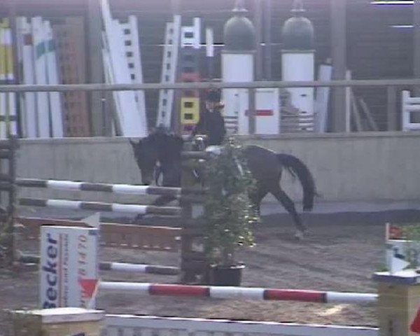 jumper Canella 4 (Holsteiner, 2003, from Cardino)