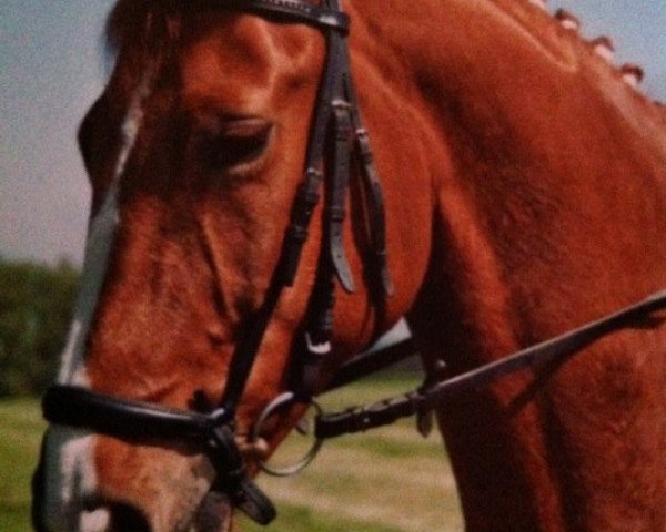 horse Ricolo 5 (Bavarian, 2001, from Roy Black)