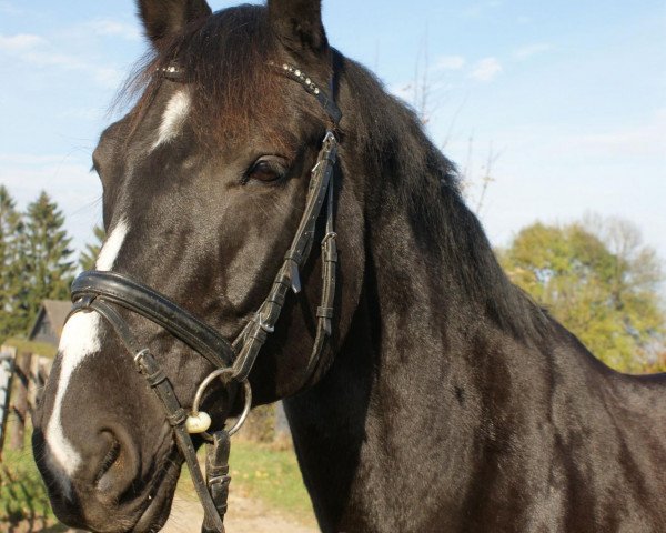 horse Firlefanz 74 (Rhinelander, 2000, from Friedenstraum)