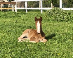 dressage horse Otilie (Holsteiner, 2021, from Almoretto)