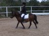 dressage horse Moritz (Shetland Pony, 1987)