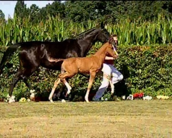 dressage horse Fortunato (Rhinelander, 2010, from Flatley 2)
