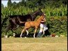 dressage horse Fortunato (Rhinelander, 2010, from Flatley 2)