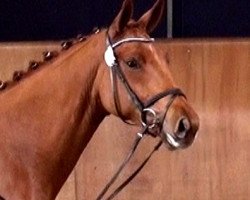 dressage horse Farinia (Rhinelander, 2009, from Fidertanz)