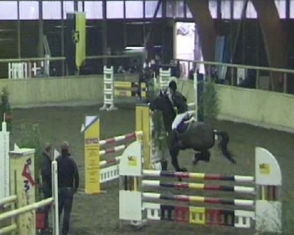 Springpferd Little food (Holsteiner, 2000, von Latouro)