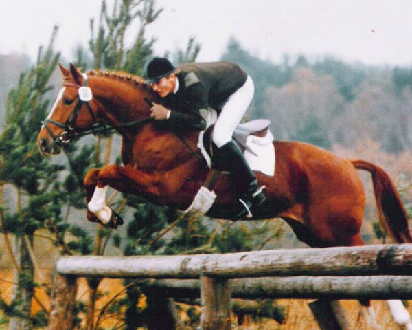 stallion First Class I (Oldenburg, 1983, from Furioso II)