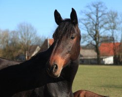 broodmare W-Carthania (Holsteiner, 2006, from Cartani 4)