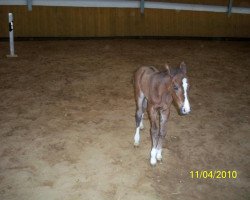 Pferd Flower Girl (Deutsches Reitpony, 2010)