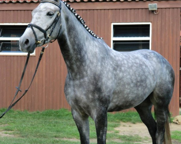 Zuchtstute Crazy 56 (Westfale, 2007, von Cornado NRW)