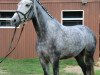 broodmare Crazy 56 (Westphalian, 2007, from Cornado NRW)