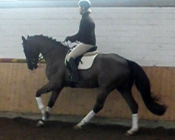 dressage horse Dustyn (Westphalian, 2008, from Del Cento)