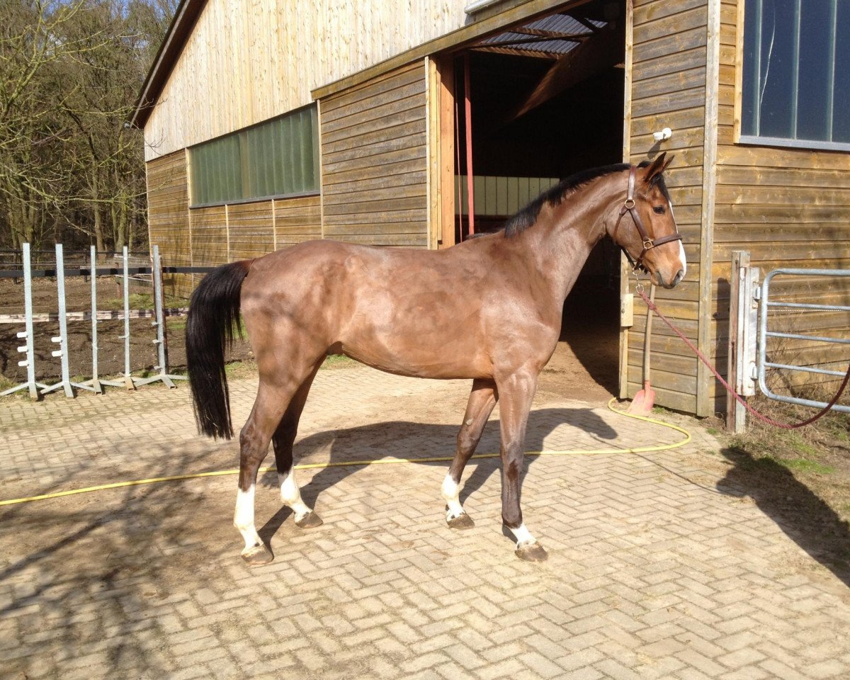 horse Graf Joe (Hanoverian, 2009, from Graf Top)