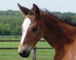 dressage horse Fayola (Rhinelander, 2010, from Flatley 2)