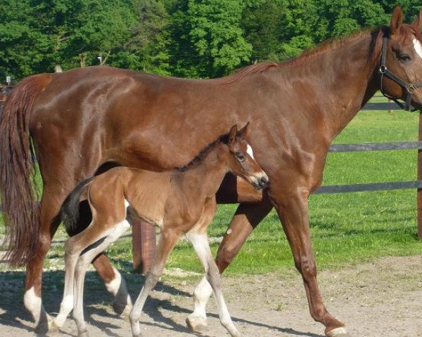 broodmare Prinzeß D (Westphalian, 1993, from Parademarsch I)