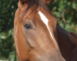 dressage horse Sir Cassidy (Rhinelander, 2007, from Sir Donnerhall I)